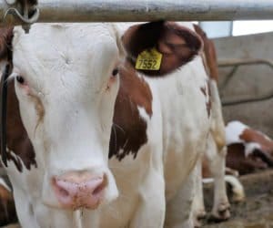 Montbéliarde, czyli czy hodowla krów może się opłacać?