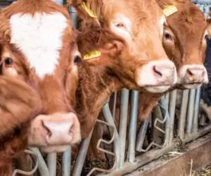 Kiedy krzyżowanie międzyrasowe jest wskazane?