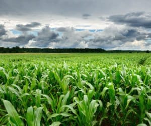 Deszczowa pogoda sprzyja kukurydzy