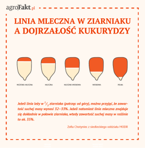 kukurydza na kiszonki