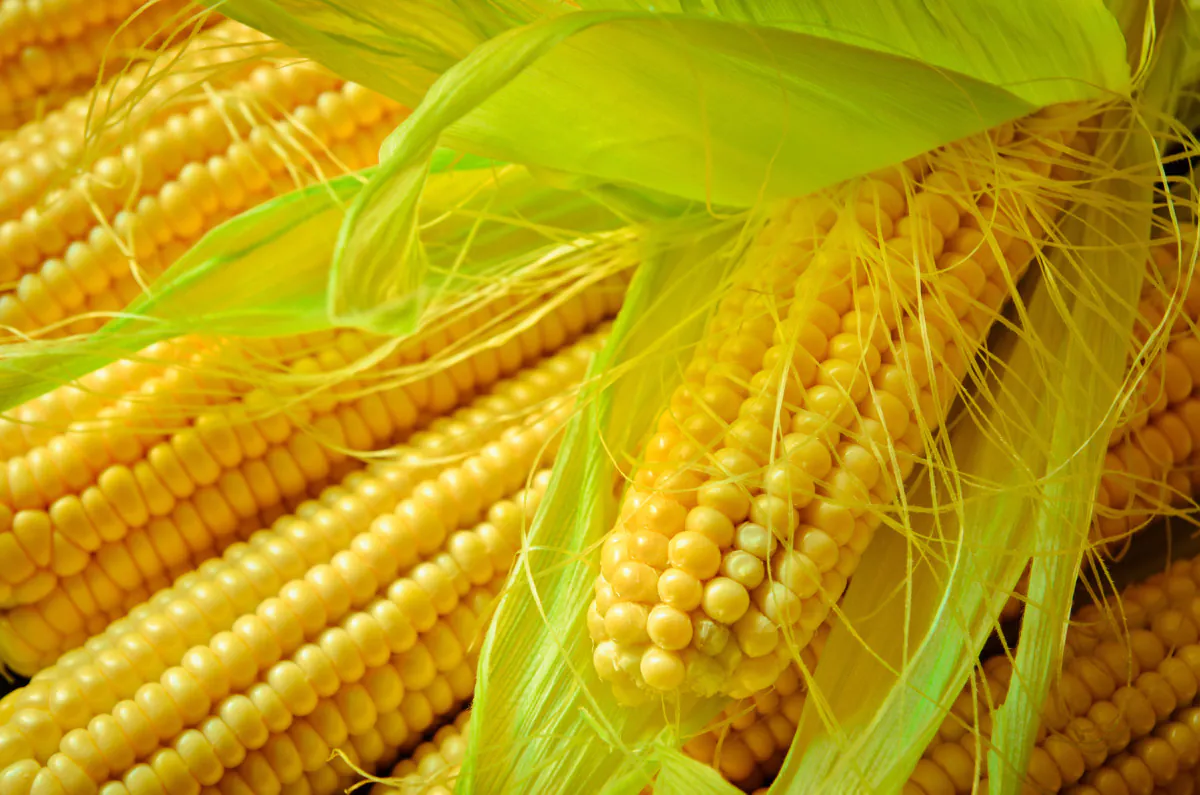 kukurydza_ceny_Fotolia_112502757_Subscription_L