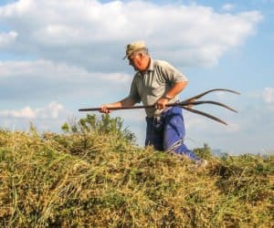 Prace przy żniwach – trudno o&nbsp;pracowników sezonowych