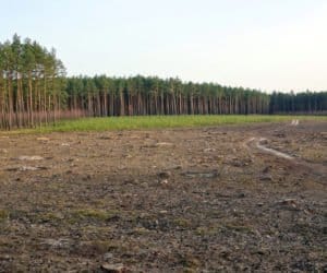 Nabór na zalesianie zakończony, a&nbsp;wnioski wciąż spływają