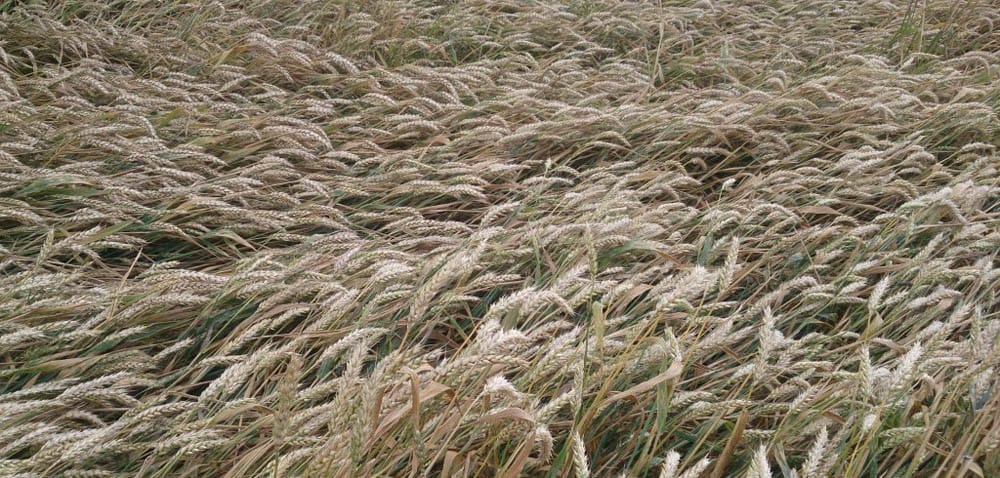 Wielkopolska: zboża w&nbsp;skupie tanieją