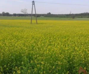 Międzyplon ścierniskowy: wysiew tylko do dzisiaj!