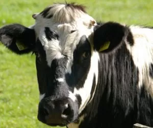 Rolnictwo w&nbsp;Nowej Zelandii i&nbsp;Polsce – co nas łączy?