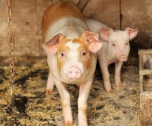 Wykryto 7&nbsp;ognisko wirusa ASF! To już 3&nbsp;w&nbsp;sierpniu!