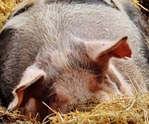 Kolejne przypadki ASF: czy zawinił czynnik ludzki?