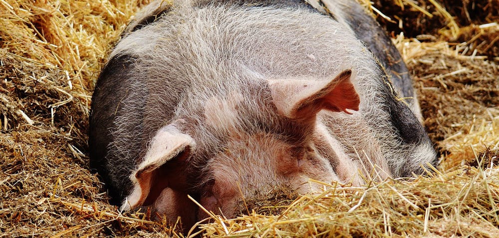 Kolejne przypadki ASF: czy zawinił czynnik ludzki?