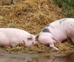 Walka z&nbsp;ASF: kolejne spotkanie specjalnego zespołu