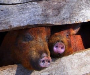 Likwidacja małych hodowli sposobem na ASF?