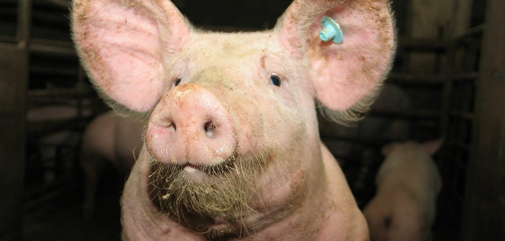 Czy ostatnie przypadki ASF wpłynęły na ceny żywca?