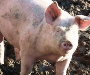 ASF: kupiłeś nieoznakowaną świnię? Zgłoś to!