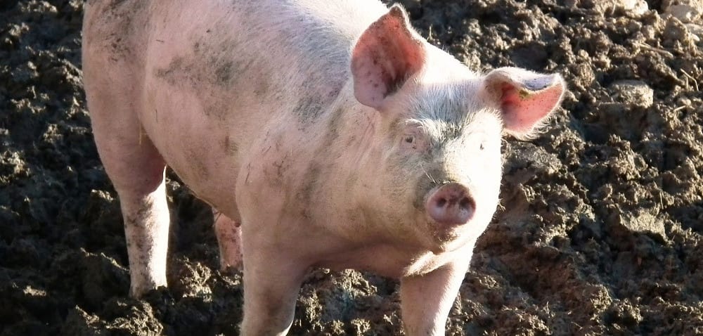 ASF: kupiłeś nieoznakowaną świnię? Zgłoś to!