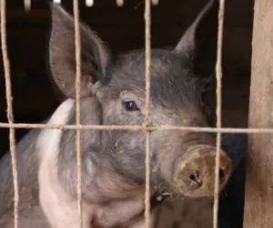 Są pierwsze kary za nielegalny handel trzodą!