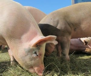 Rośliny strączkowe w&nbsp;żywieniu świń