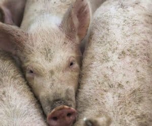 Walka z&nbsp;ASF w&nbsp;Polsce: przegrywamy