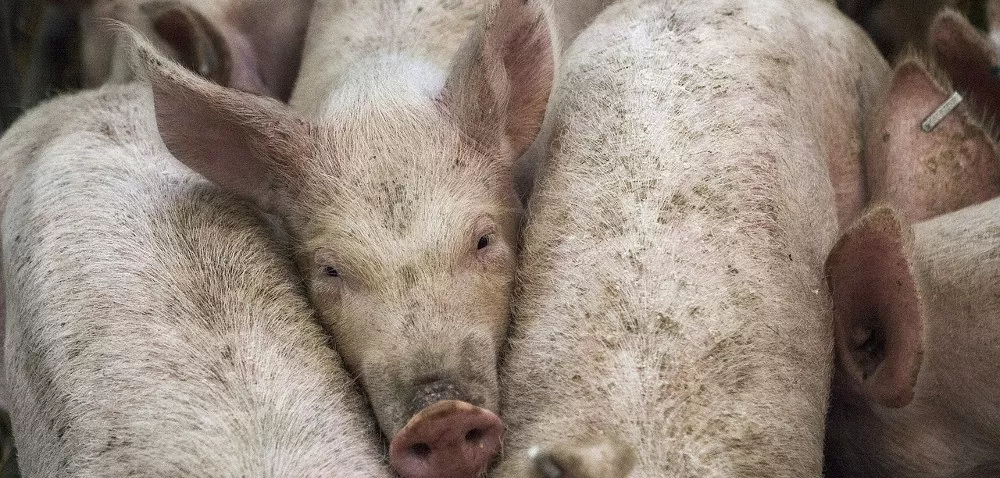 Aktualności rolnicze- Wyrównanie dochodu przez ASF 2020