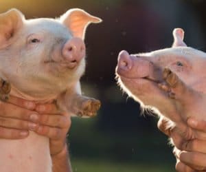 Szczepienia prosiąt: czy są potrzebne?