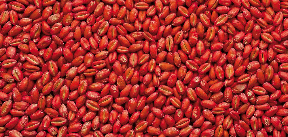 Zaprawy nasienne firmy Syngenta: dlaczego warto je stosować?