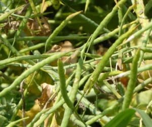 Rzepak jary: w&nbsp;tym roku wyjątkowo słaby