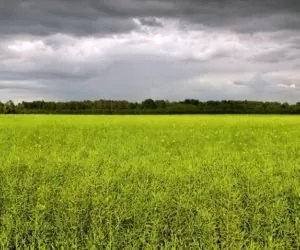 zaprawy z neonikotynidami