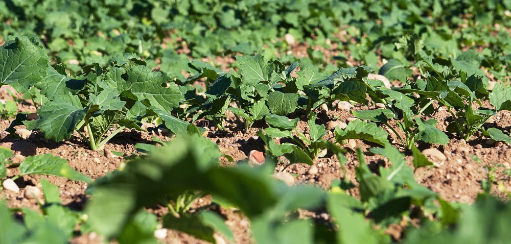 Jesienna ochrona i&nbsp;regulacja wzrostu rzepaku: dlaczego jest tak ważna?