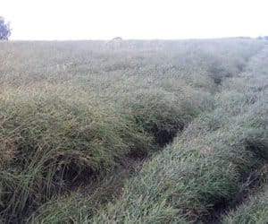 Wielkopolska: mało jarych upraw