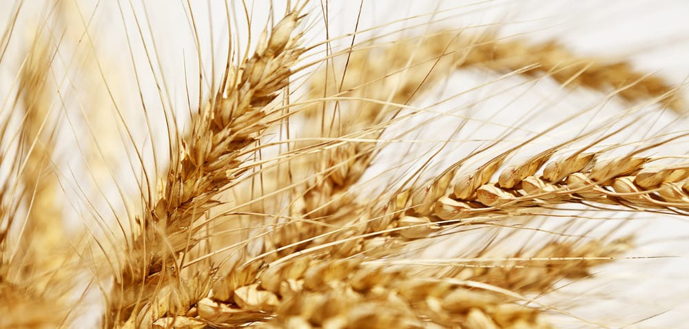 Podkarpacie: ceny pszenicy stale spadają