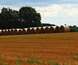 Pożniwna uprawa ścierniska: jakich błędów unikać?