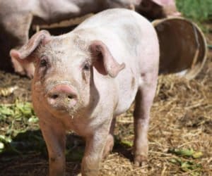 13 ognisko ASF: tym razem w&nbsp;lubelskim!