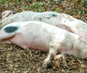 Utylizacja ASF na Kujawach: czy zapewniono bezpieczeństwo?