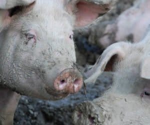 ASF: kolejne ogniska – sprawa dla prokuratury