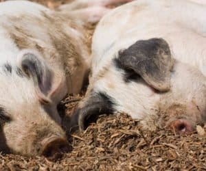 Jak rozpoznać ASF? Jak zapobiec rozprzestrzenieniu?