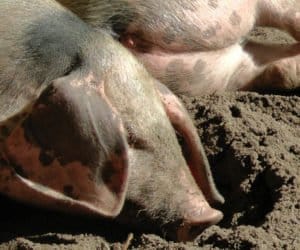 ASF: poszerzona żółta strefa oznacza kłopoty