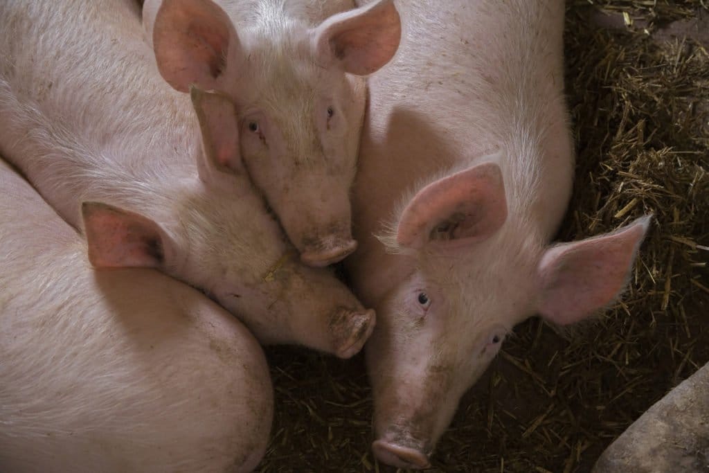 inwestycje zapobiegające zniszczeniu potencjału produkcji rolnej ceny trzody chlewnej prognozy