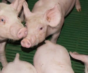 Czy nowoczesna chlewnia zwiększy opłacalność produkcji trzody chlewnej?