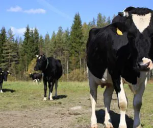 Ochwat u&nbsp;krów: jak go rozpoznać?