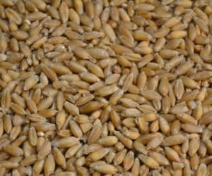 Pszenżyto ozime: sprawdzone jako pasza