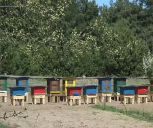 Sierpień w pasiece: czas zacząć przygotowania do zimowli