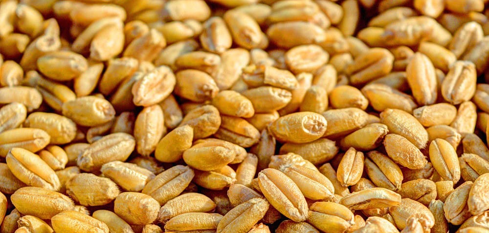 Wilgotne ziarno: zamiast dosuszać, warto zakisić!