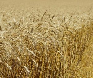 Sprzedać, magazynować czy wziąć kredyt?