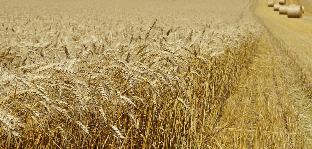 Sprzedać, magazynować czy wziąć kredyt?