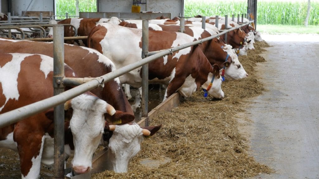 Bydło Montbéliarde