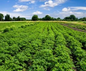 Choroby ziemniaka: choroby części nadziemnych