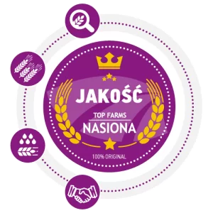 doradztwo
