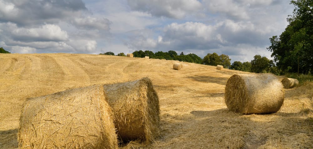 Mazowieckie: jak zaawansowane są zbiory pszenicy?