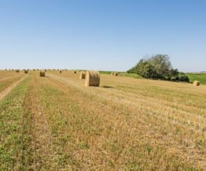 Na Opolszczyźnie żniwa w&nbsp;pełni