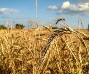 Jak sypały zboża w&nbsp;2016 według GUS?