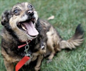 Uratowany z&nbsp;pożaru Fazi szuka nowego człowieka!